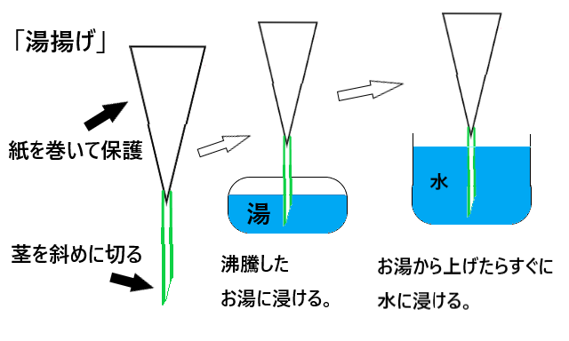 切り花の水揚げ方法 華道家が解説 Flowers Ikebana